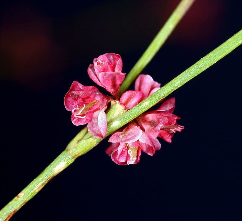 Goldteppich-Buckwheat 4