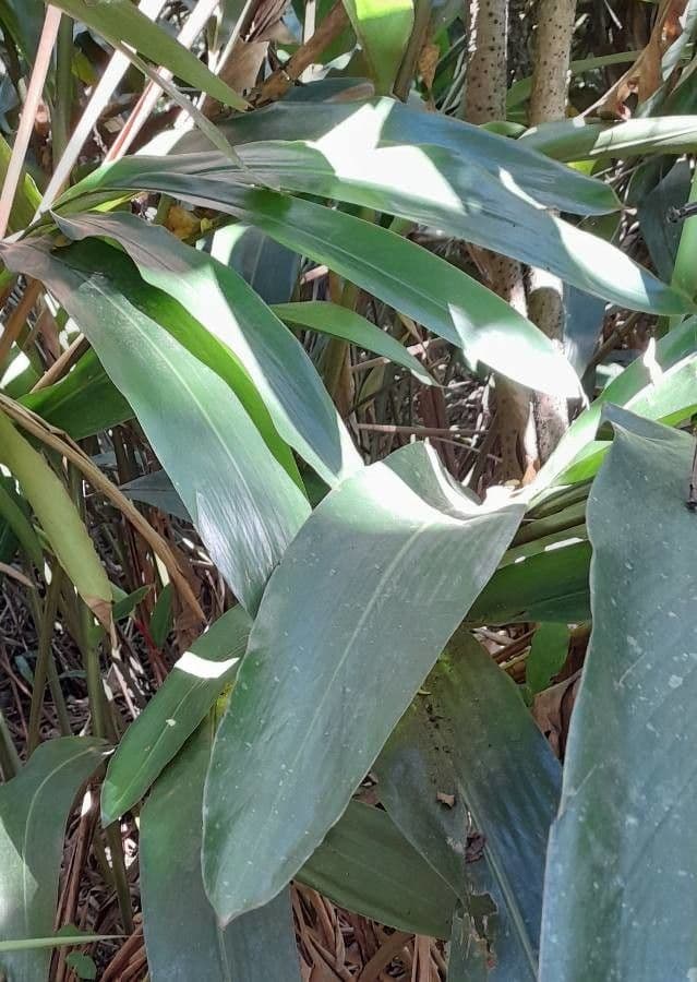 Hedychium coronarium 18