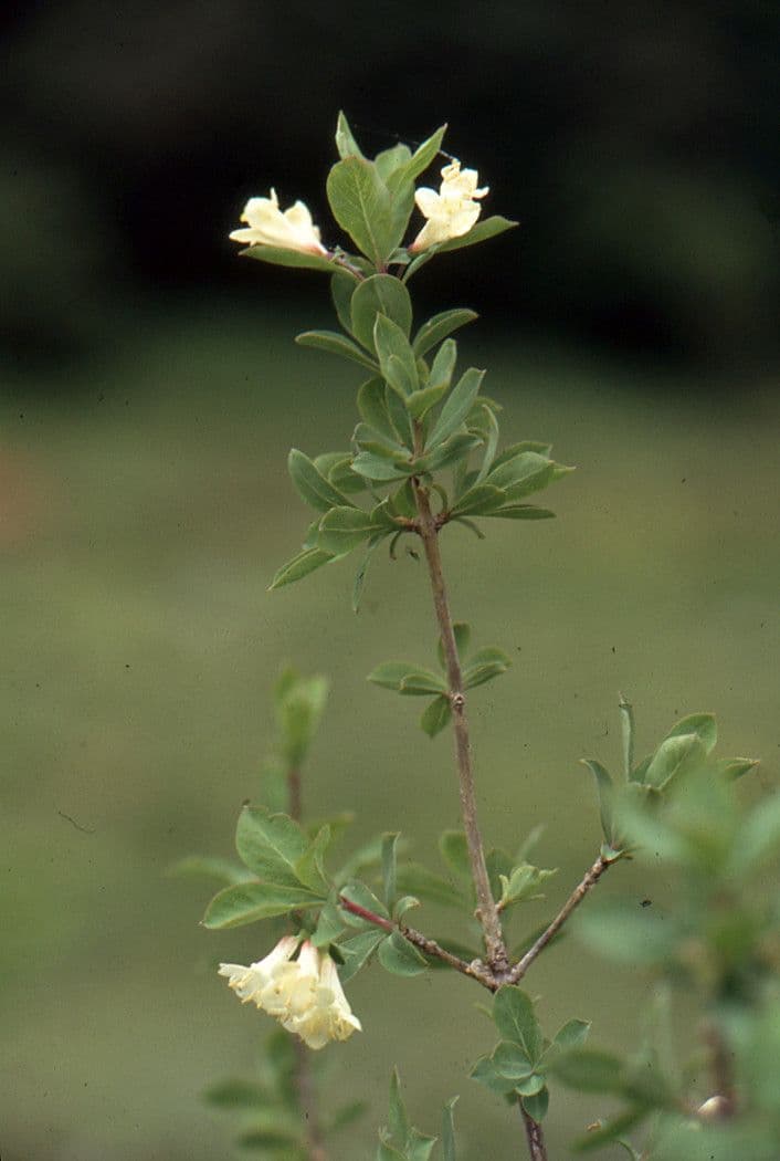 Caprifoglio pirenaico 6