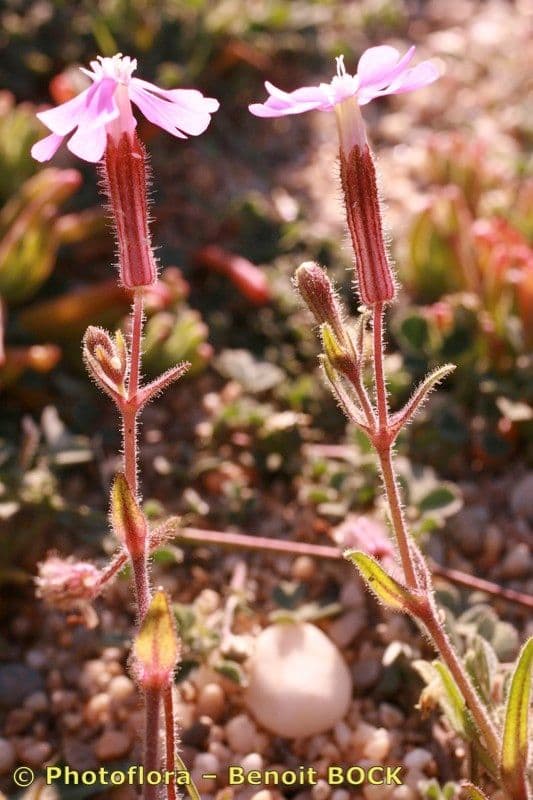 Silene littorea 19