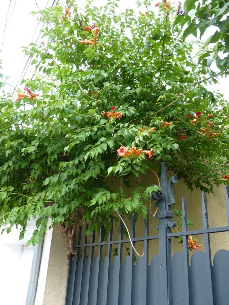 Trompeta de Virginia 11