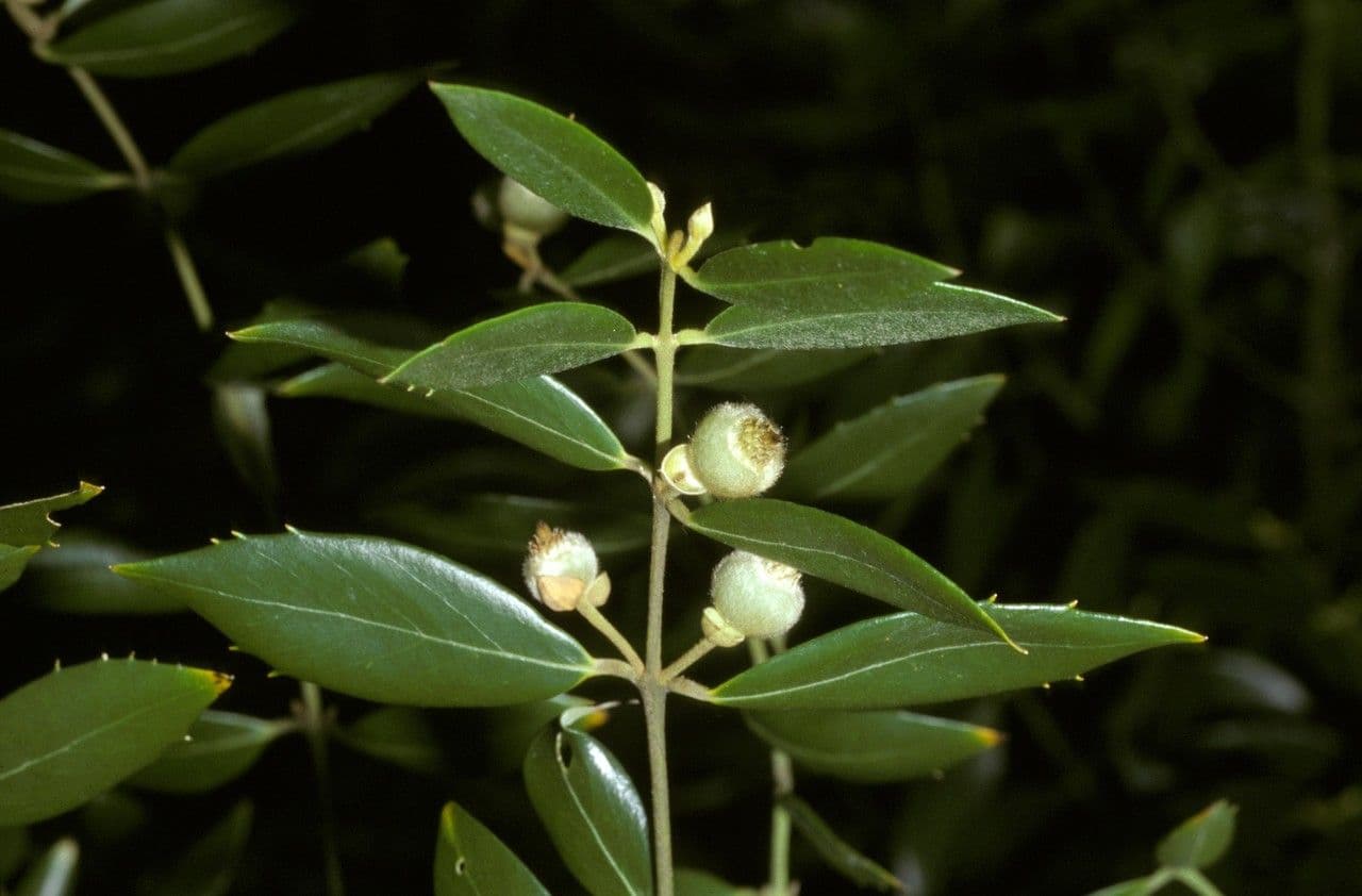 Atherosperma moschatum 2