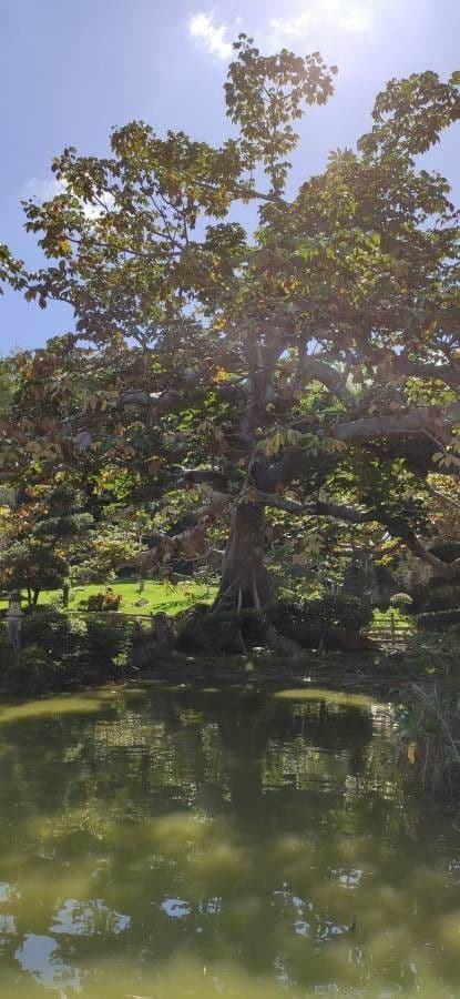 Sterkúlia bezkvetá 9