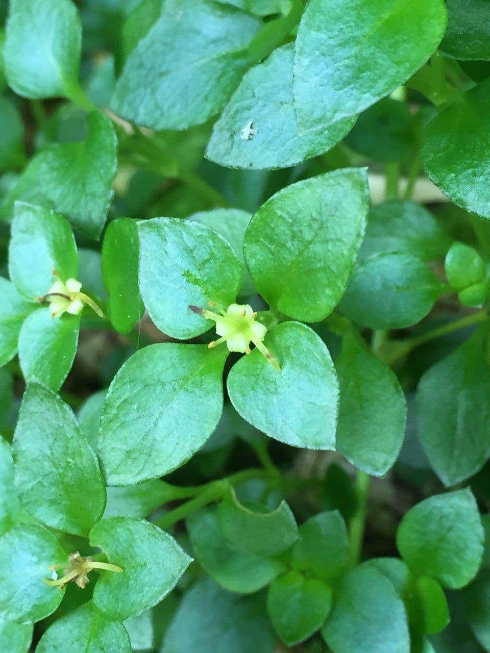 Nertera granadensis 16