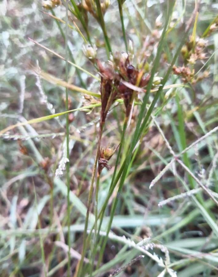 Giunco esile 22