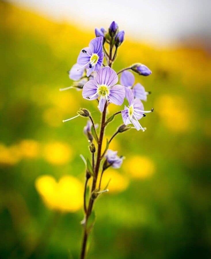 Veronica ponae 9