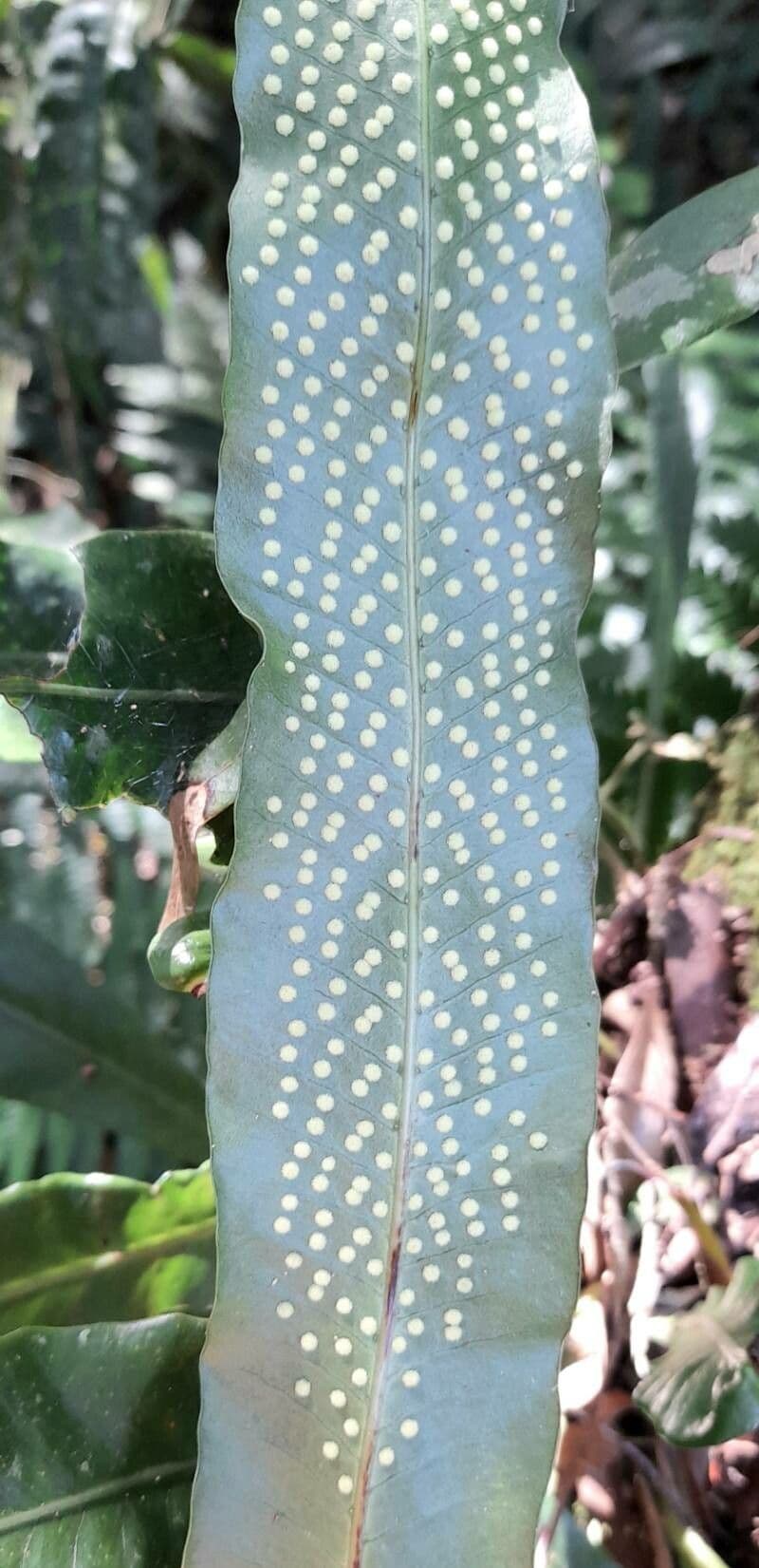 Campyloneurum