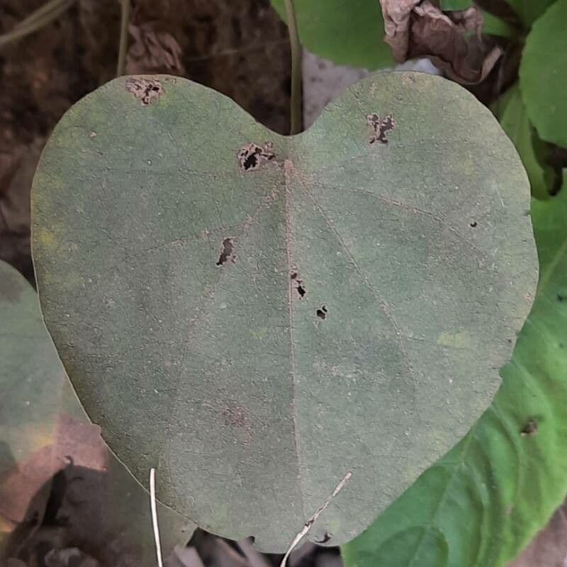 Dichondra 4