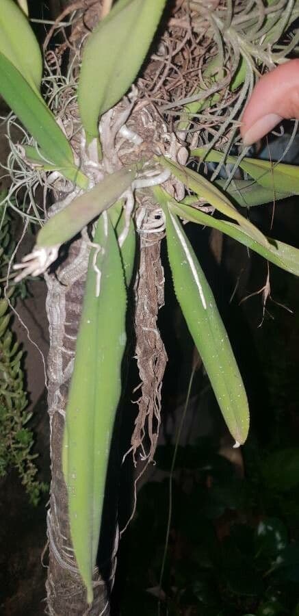 Orchidea di Natale 10