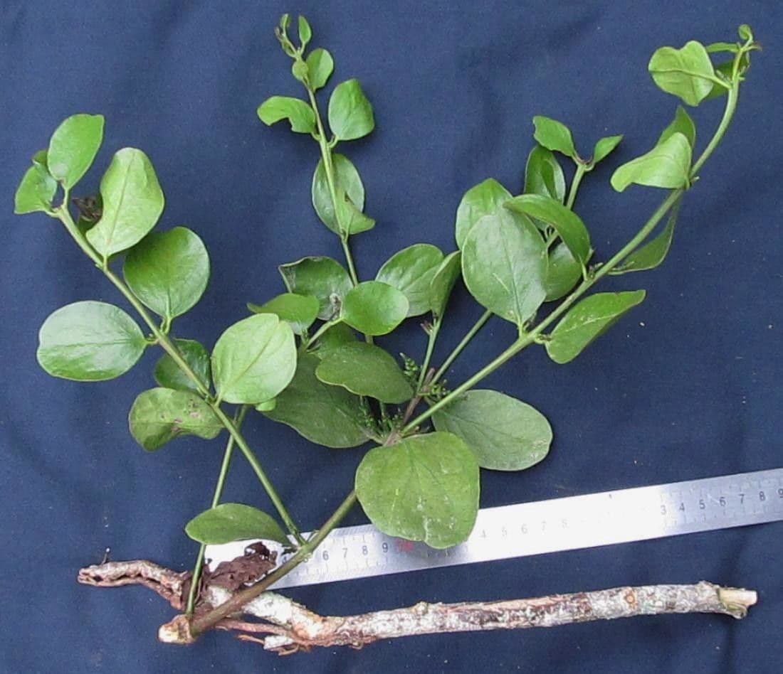Oryctanthus 4