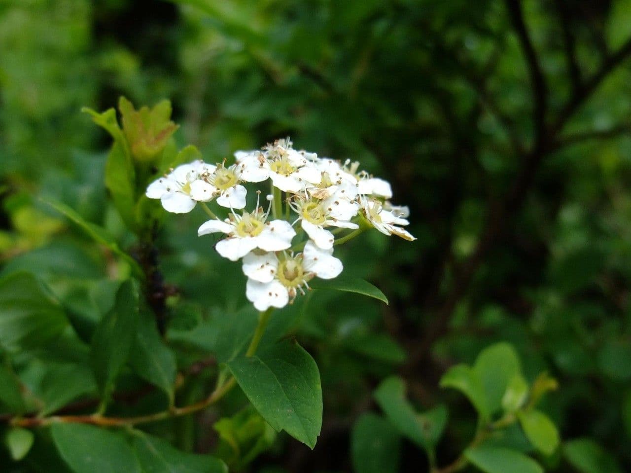 Spiraea de Blume