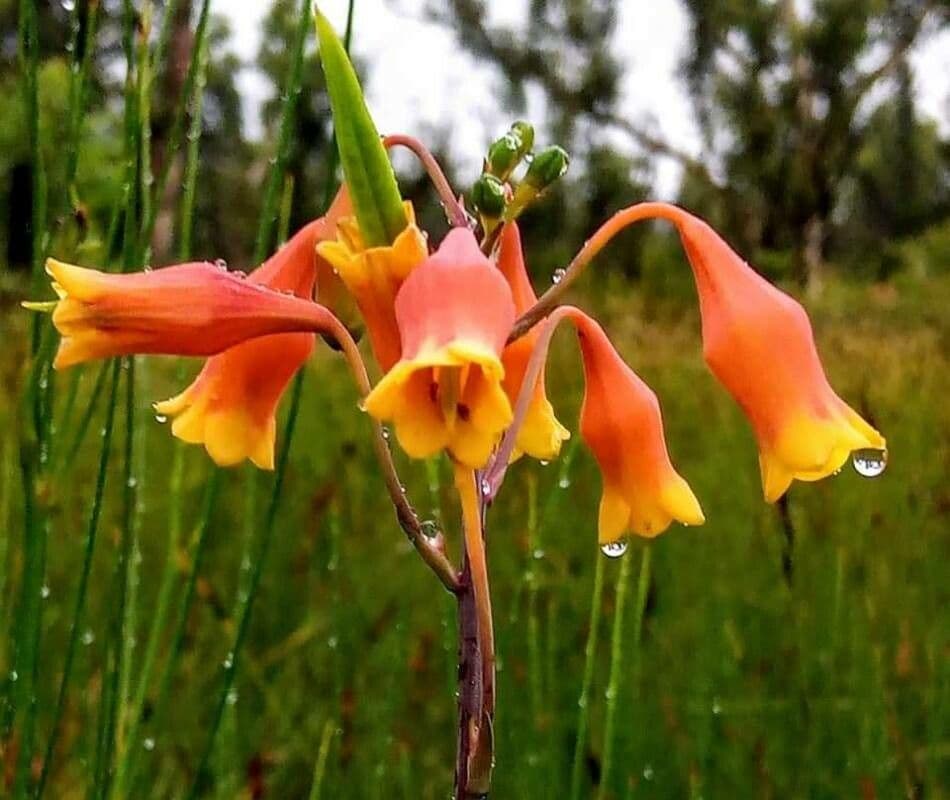 Blandfordia nobilis 2
