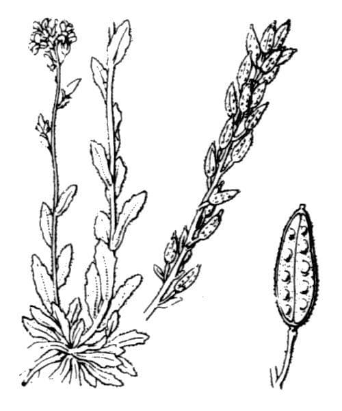 Draba incana 17