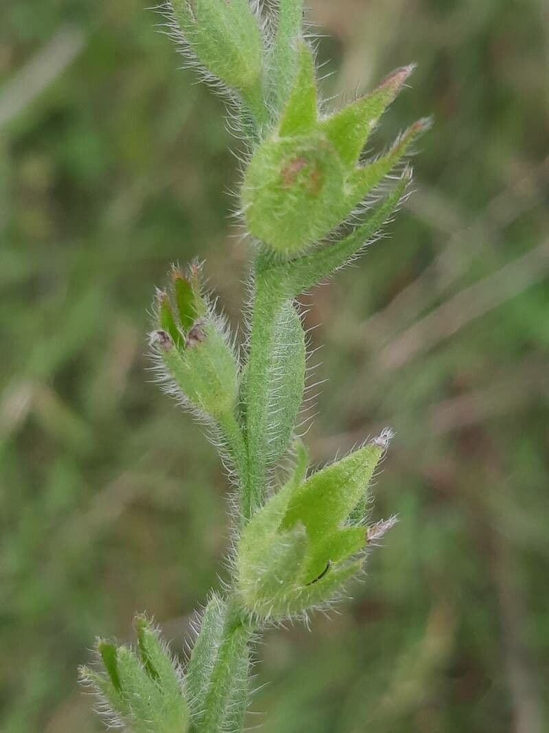 Lingua di bue officinale 2