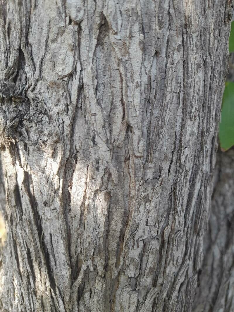 Mopane 13
