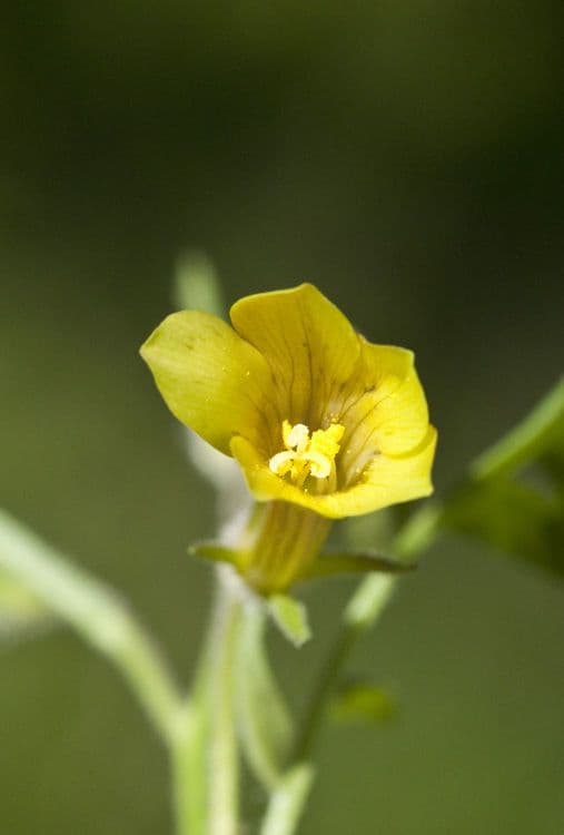 Polemonio paucifloro