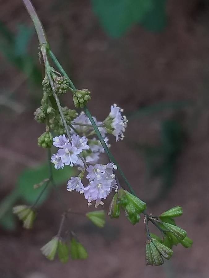 Boerhavia erecta 6