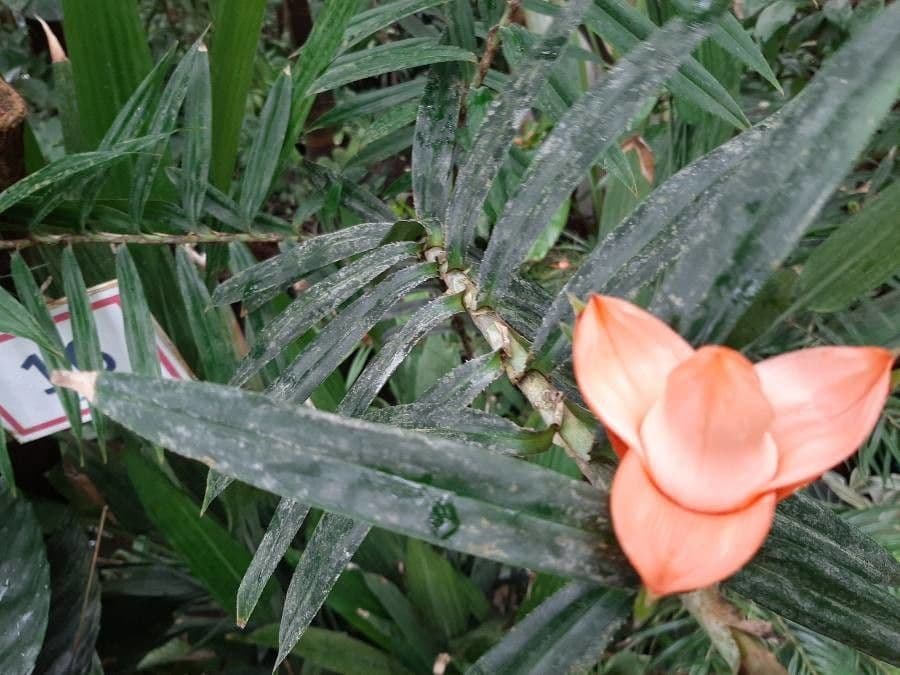Freycinetia 4