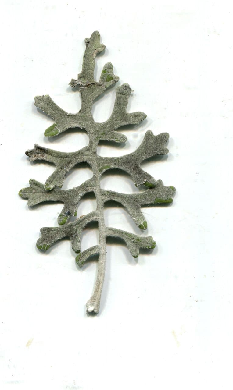 Cineraria 30