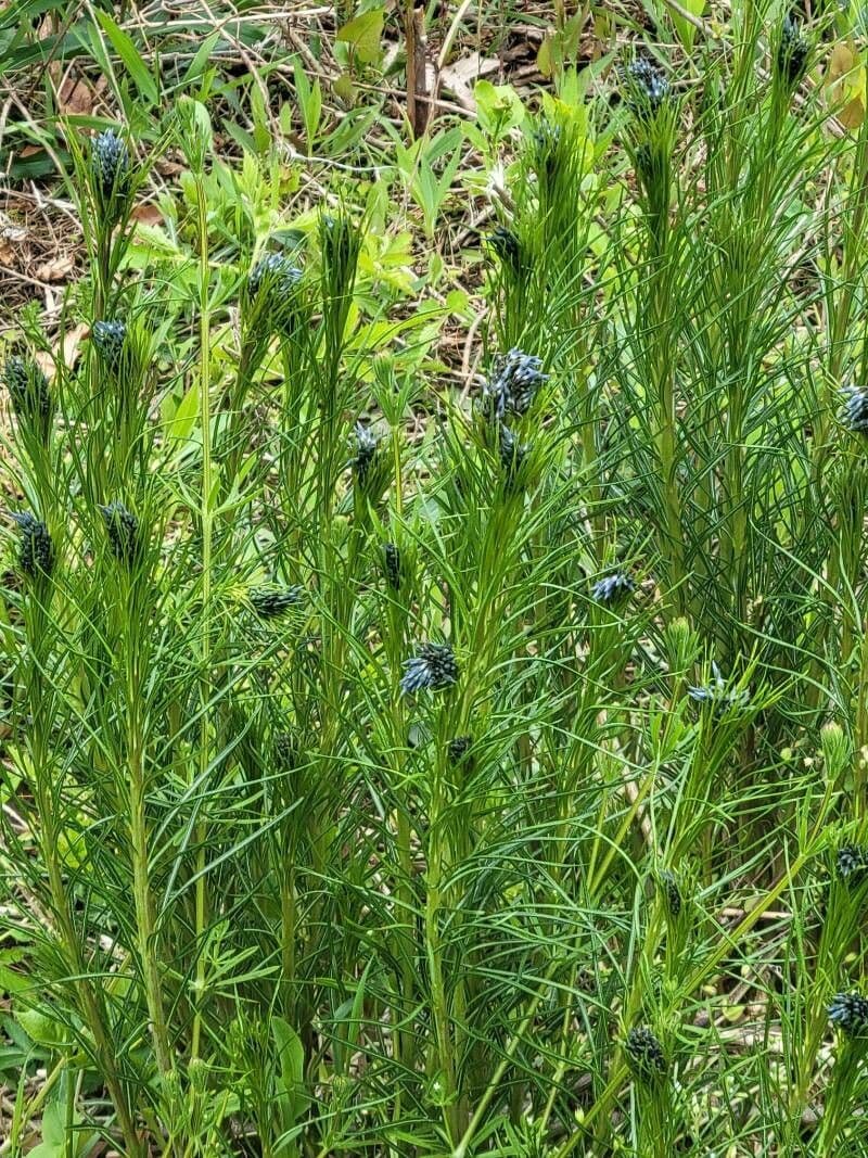 Amsonia cigliata 13