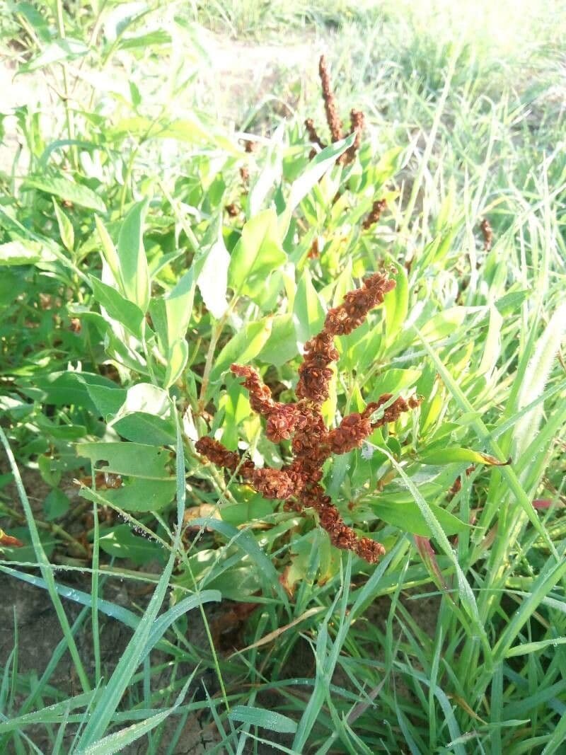 Rumex 15