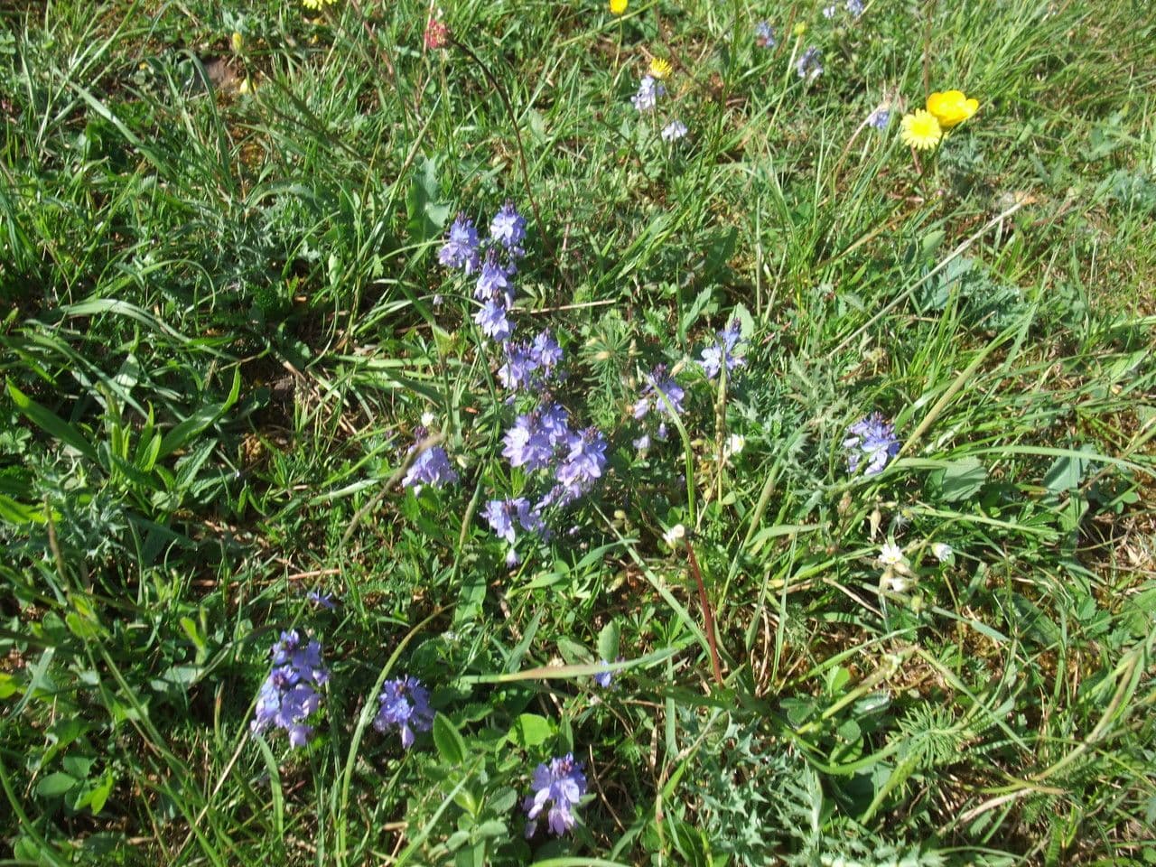 Veronica prostrata 12