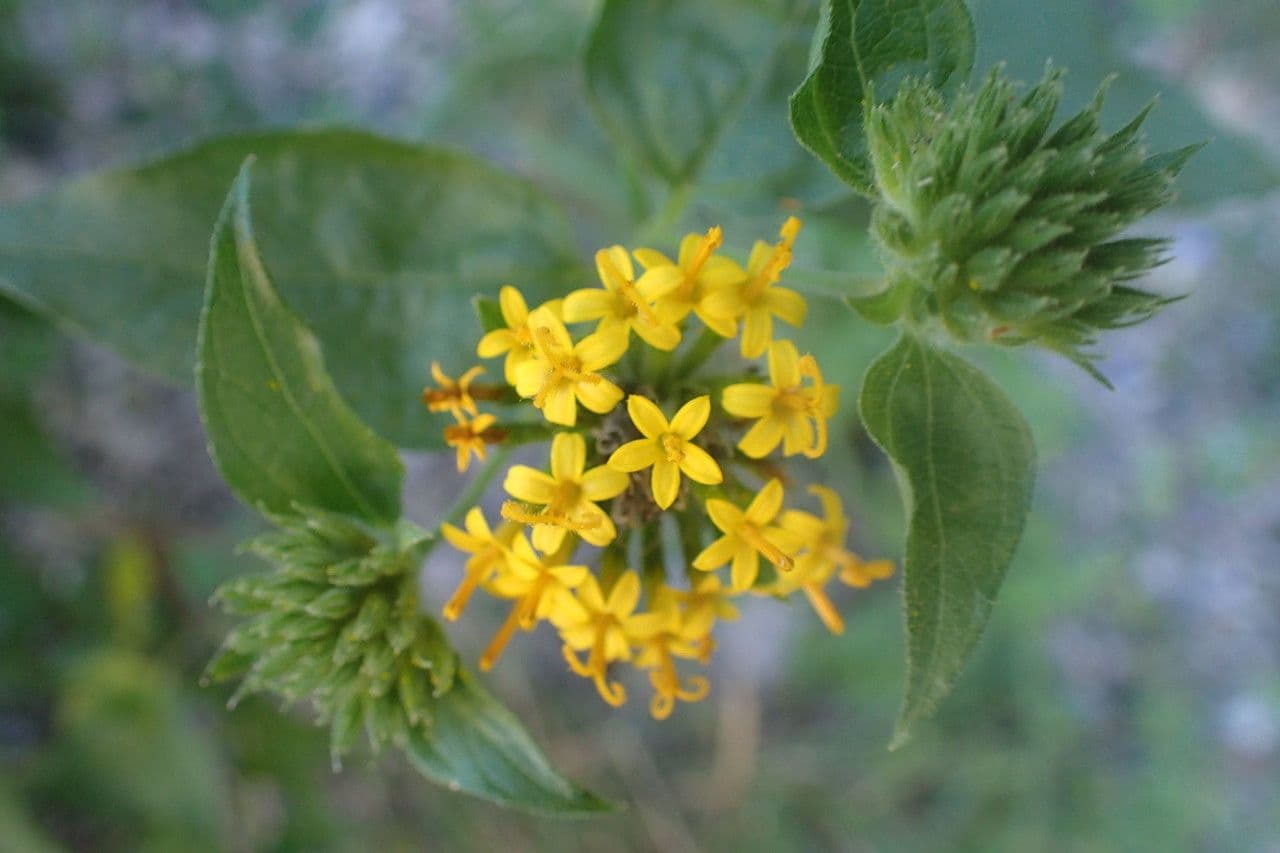 Testa di bambola