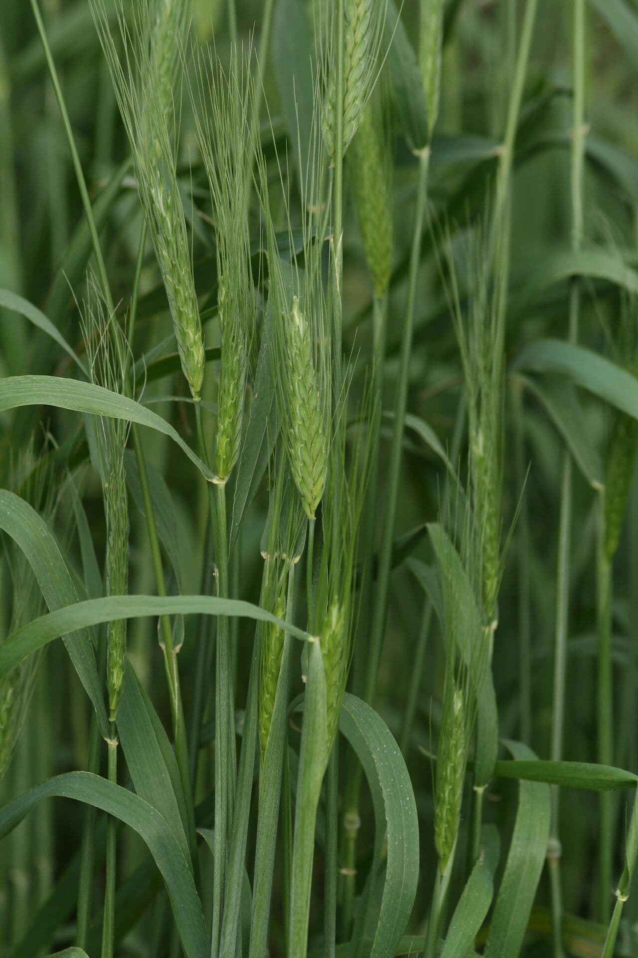 Grano di Timofeev