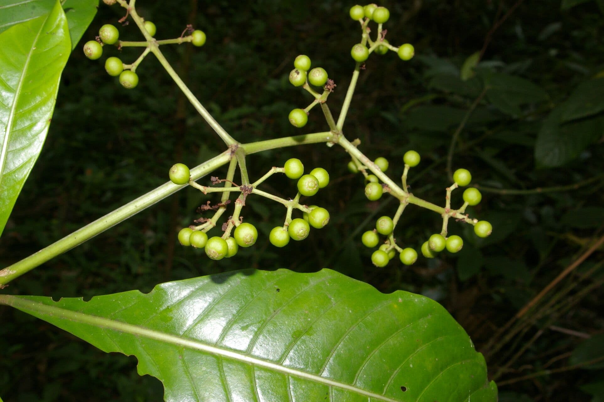 Große Psychotria 14