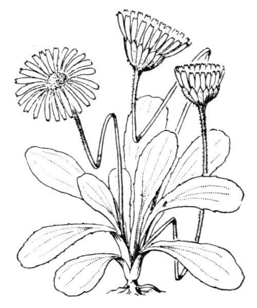 Margherita selvatica 23