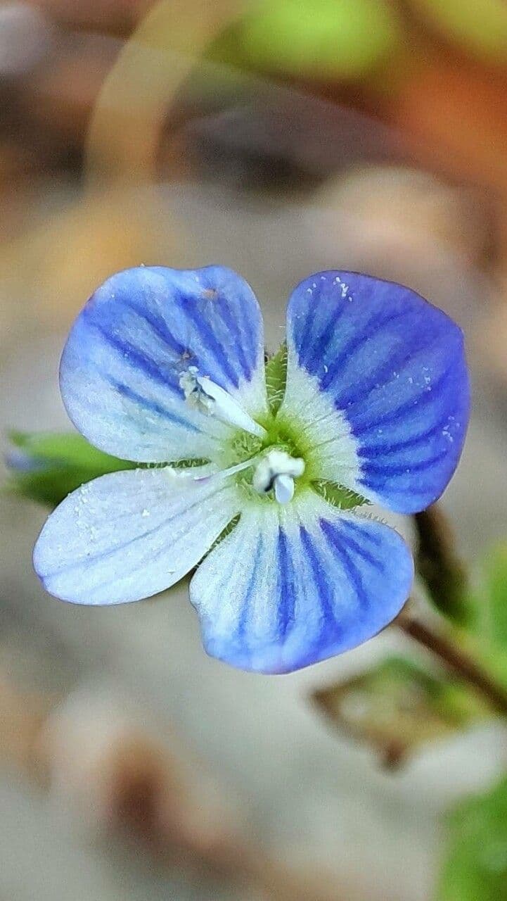 Veronica filiforme 8