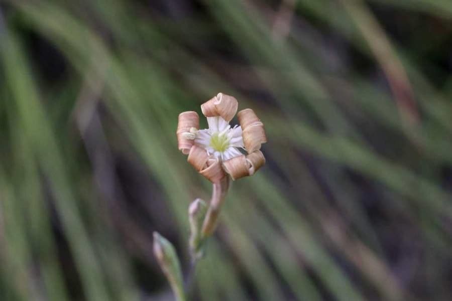 Lepnica bupleuroides 3