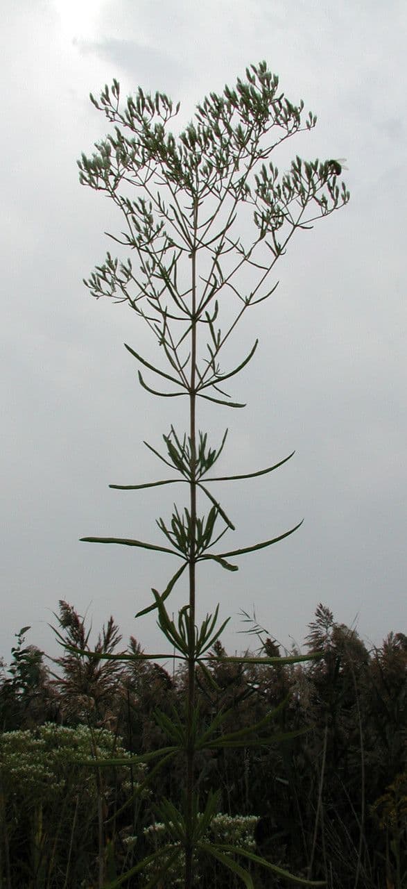 Eupatorio issopifoglia 8