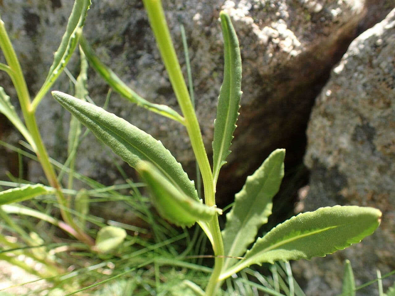 Greiskraut 17