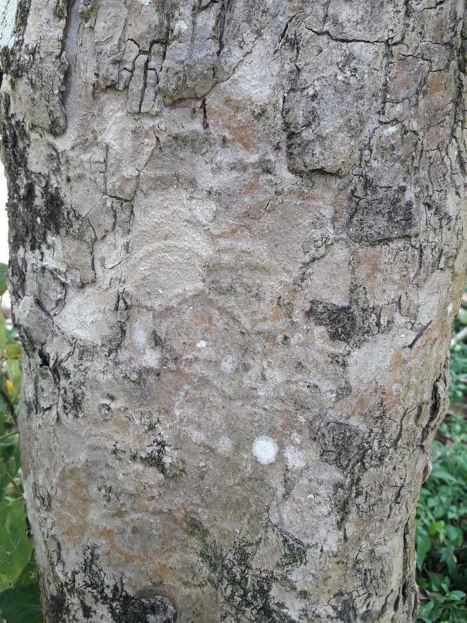 Syzygium malaccense 23