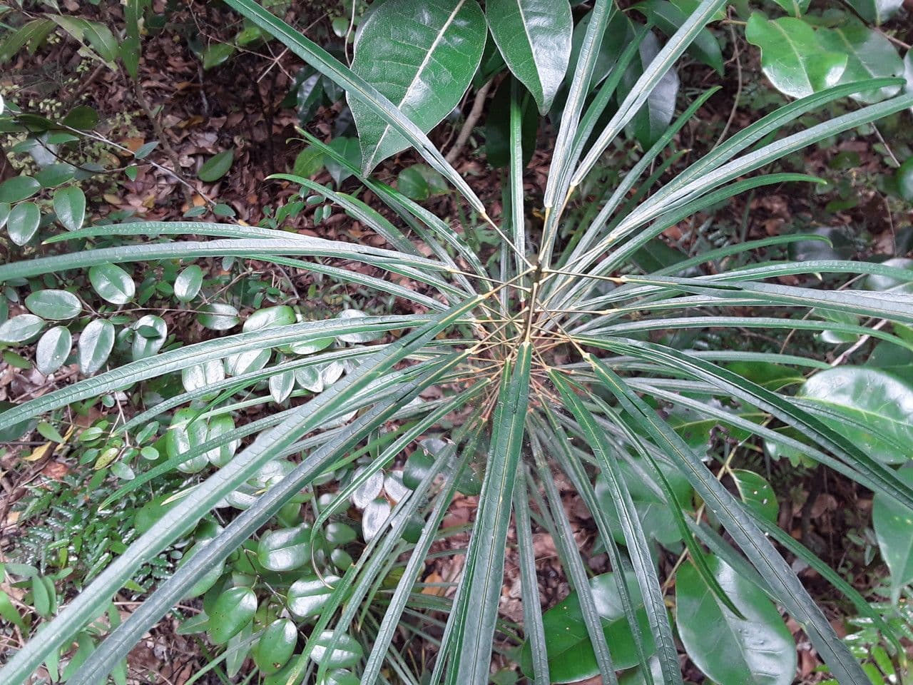 Codiaeum 14
