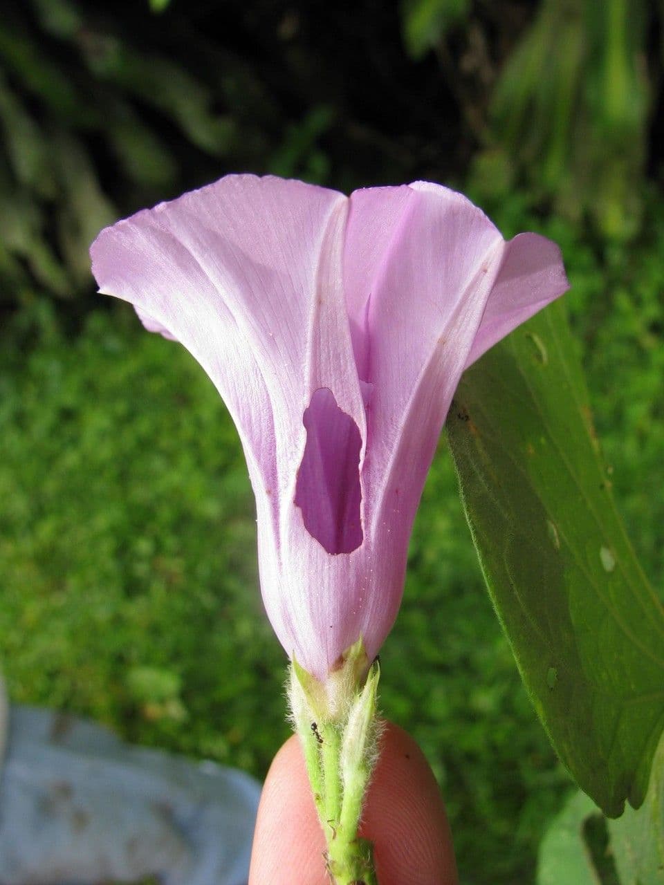 Ipomoea trifida 4