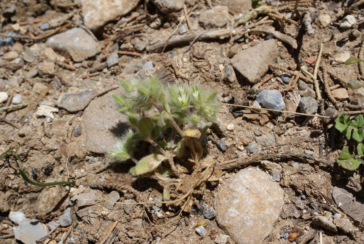 Centocchio peloso 9