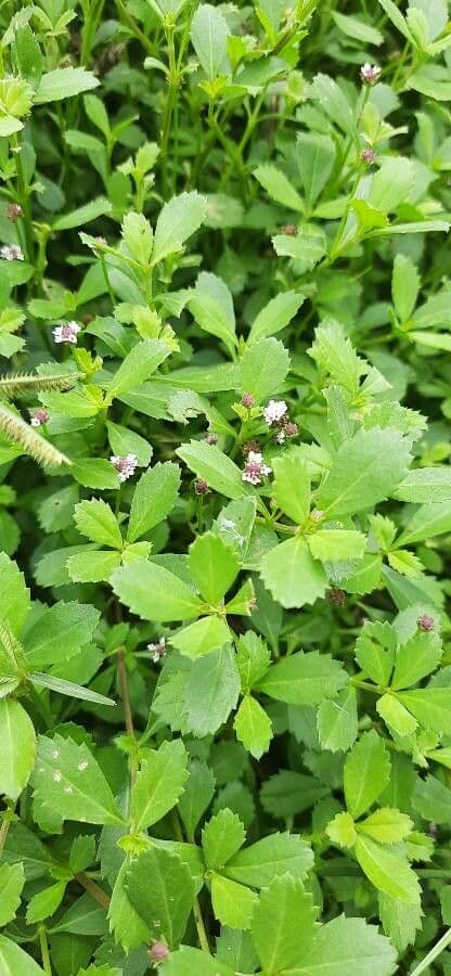 Fila nodiflora 15
