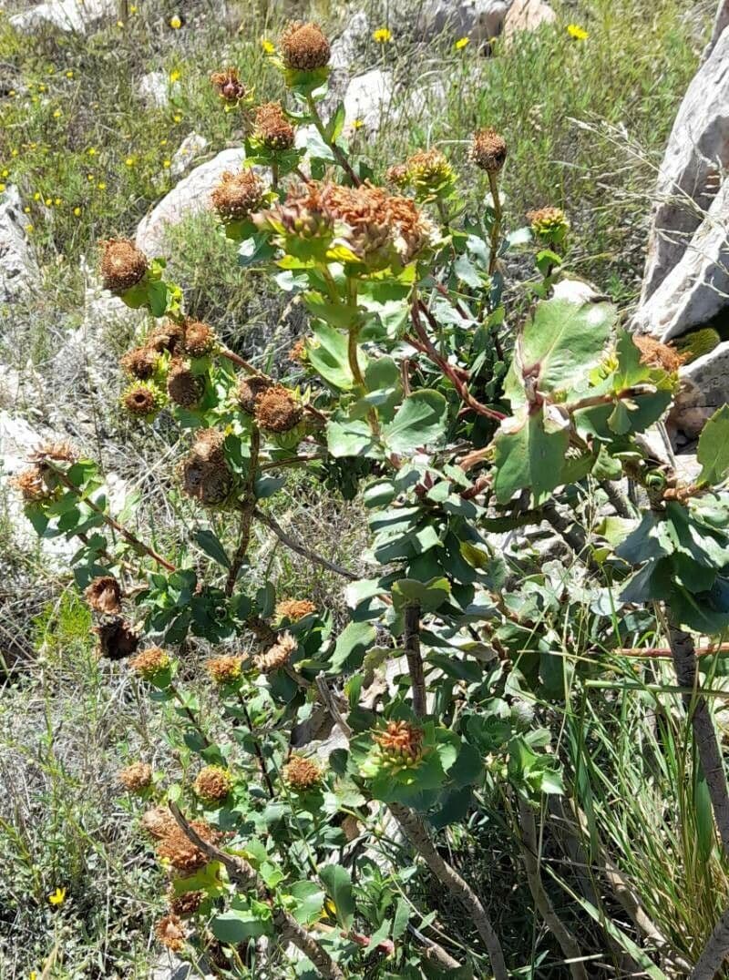 Grindelia 5