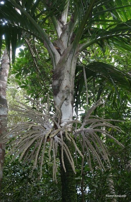 Burretiokentia 13