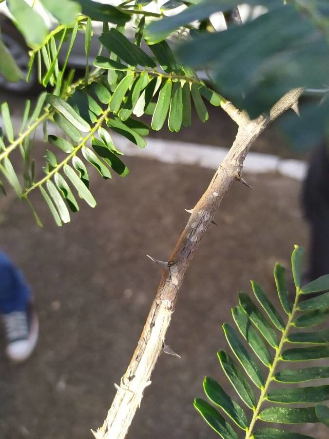 Machaerium spinoso 15