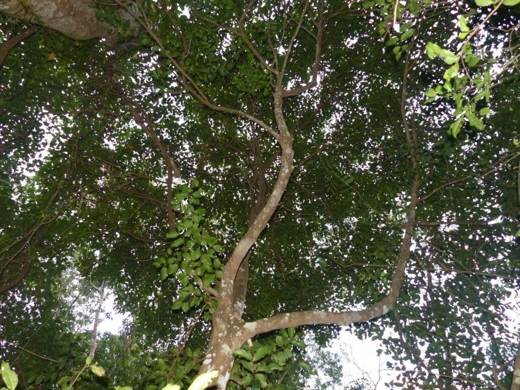 Cryptocarya di Lifou 9