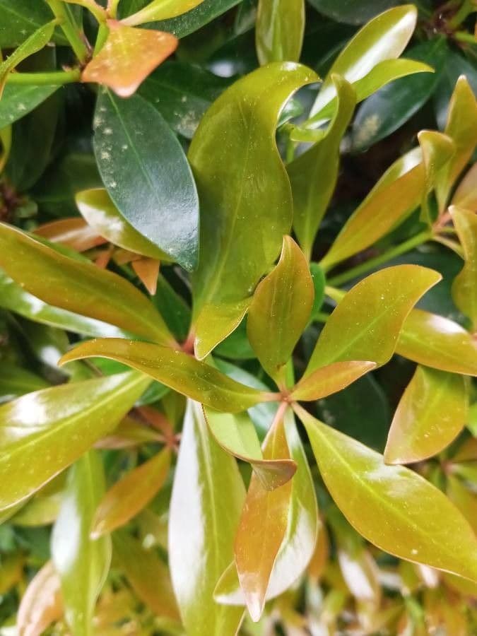 Ternstroemia 10