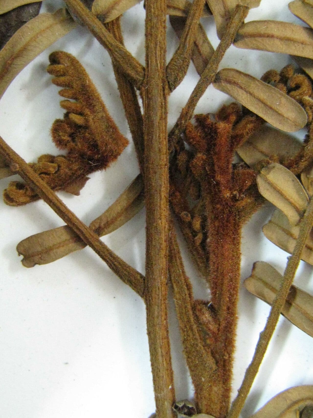 Dimorphandra 3