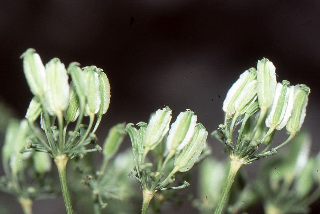 Thapsia Nestlerova 5