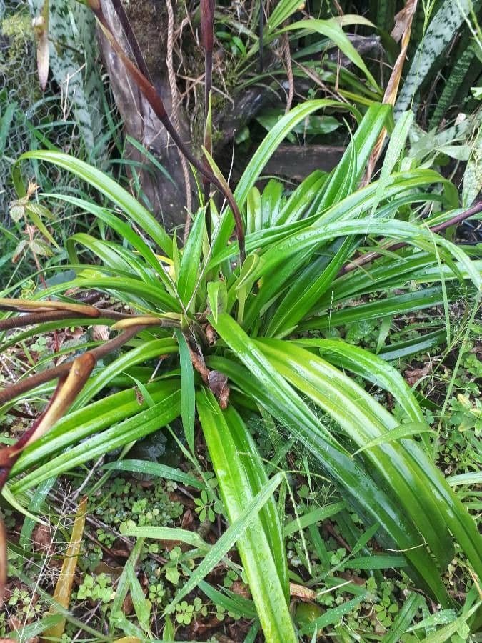 Paphiopedilum 6