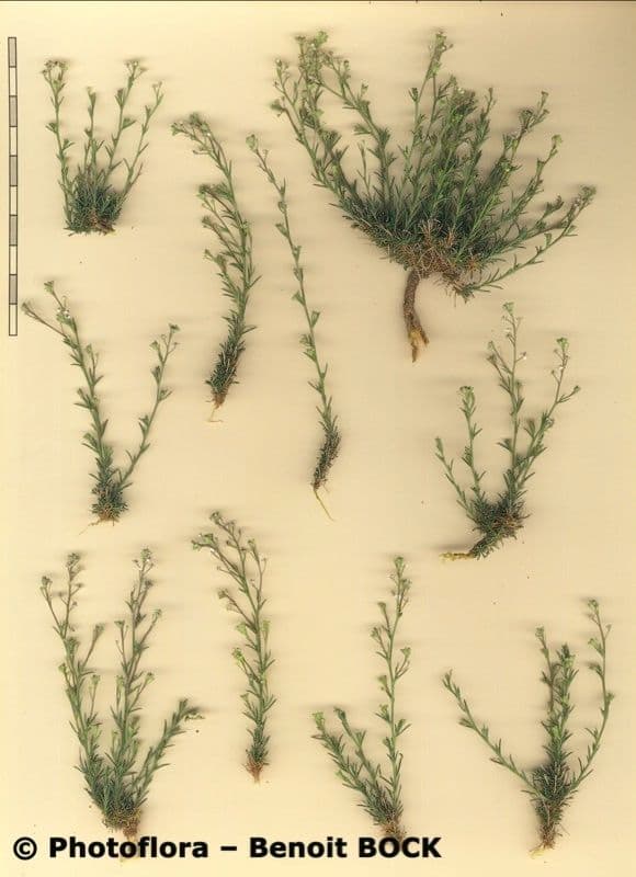 Lepidio subulato 19