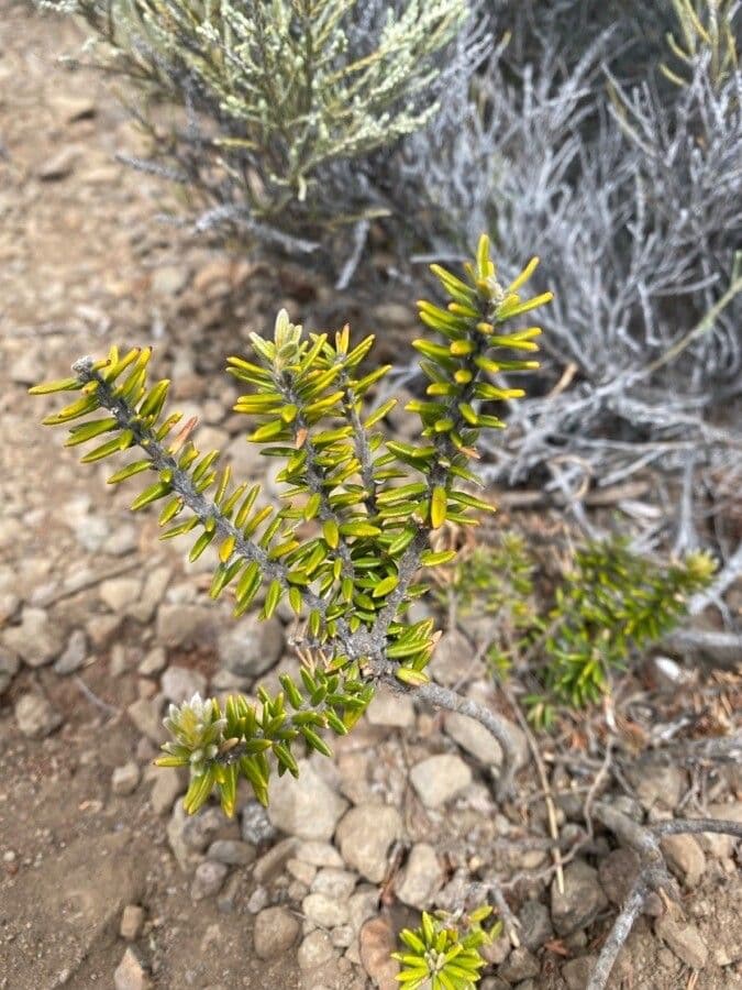 Phylica 13