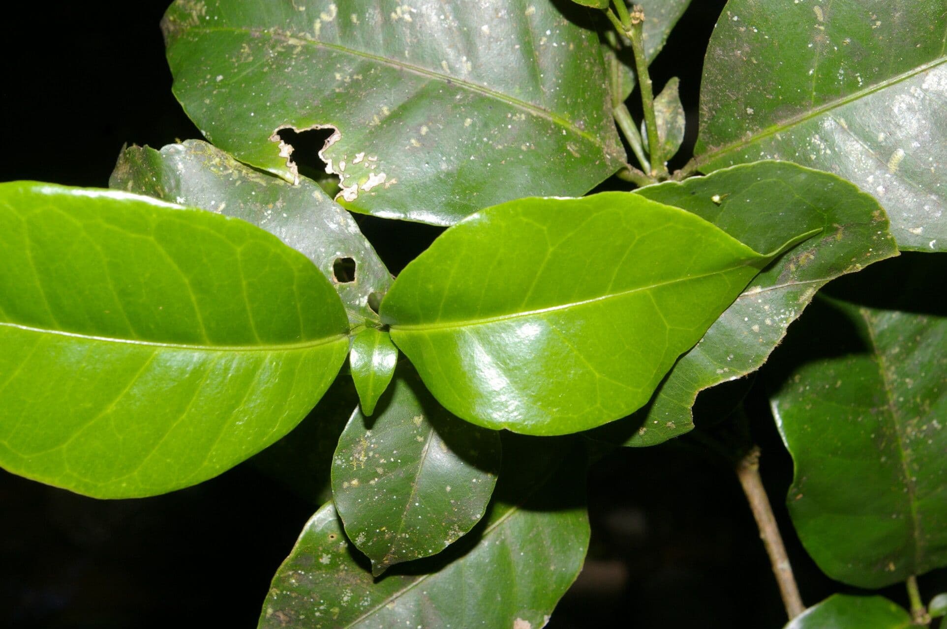 Peltostigma 14